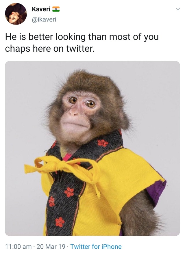 monkey meme on Tumblr