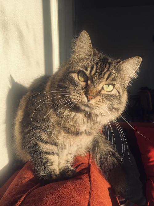 bringmecatsposts