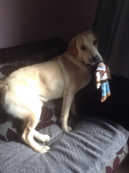 my puppy barley stole my nathan drake plush from my...