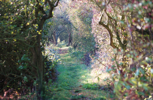 Under the Willow