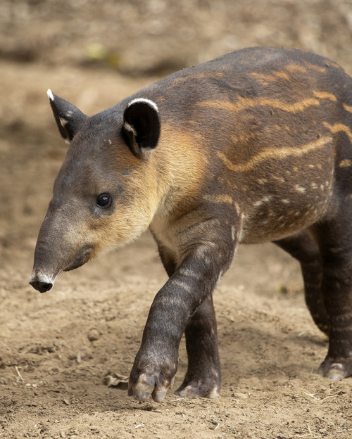 sdzoo:Watermelons (and tapirs) get sweeter with age. 