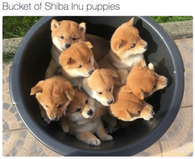 Baby Shiba Inu Tumblr