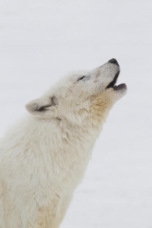 Little Fang, beautiful-wildlife: Arctic Wolf Howling by...