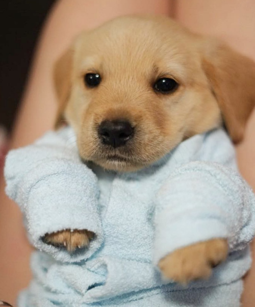 labrador retriever on Tumblr