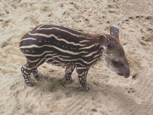 tapir-on-tumblr