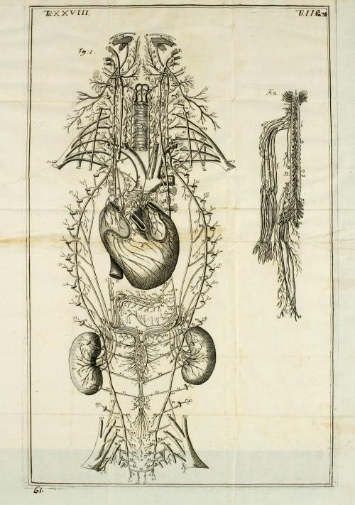 nervous system medical 18th century 1700s 1758 cerebral cerebral nerves anatomy illustration heart kidneys CNS central nervous system links
