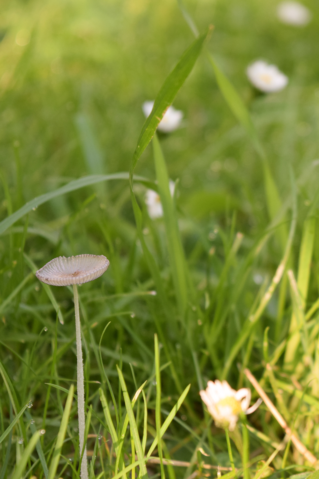 a tiny mushroom among the daisies - 大丈夫
