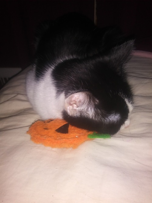 meganhalsey:Baby cat uses pumpkin as pillow more @ 11