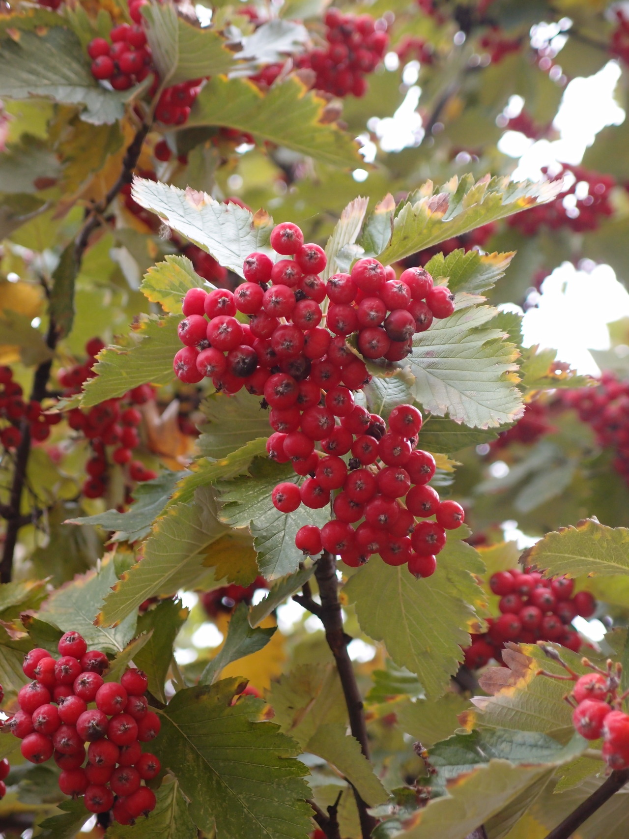 Closer to the Wind | anskupics: Sorbus intermedia — Swedish...