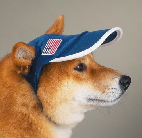 dogs in hats on Tumblr