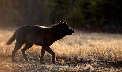 wolveswolves:By John Hyde