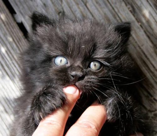 Black Kitten On Tumblr
