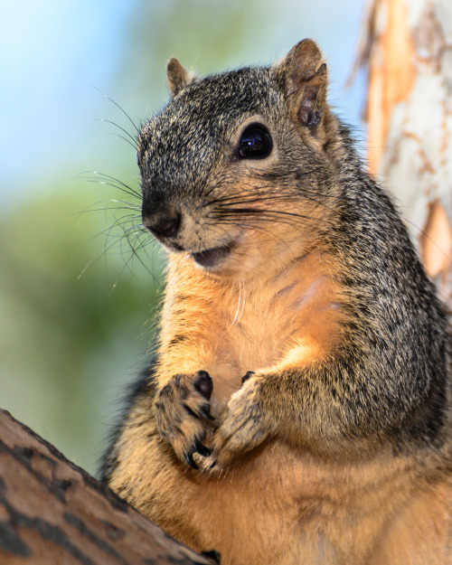 mysquirrelfriends
