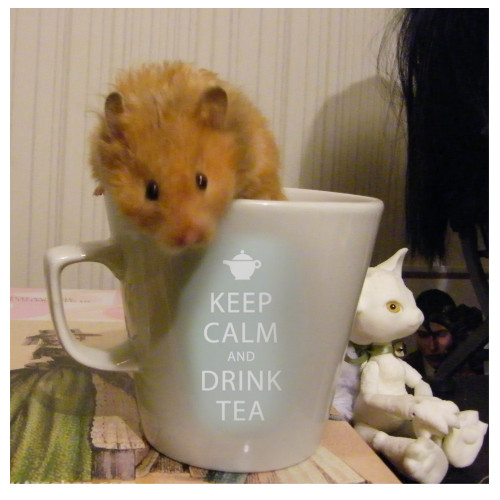 hamsters-in-cups