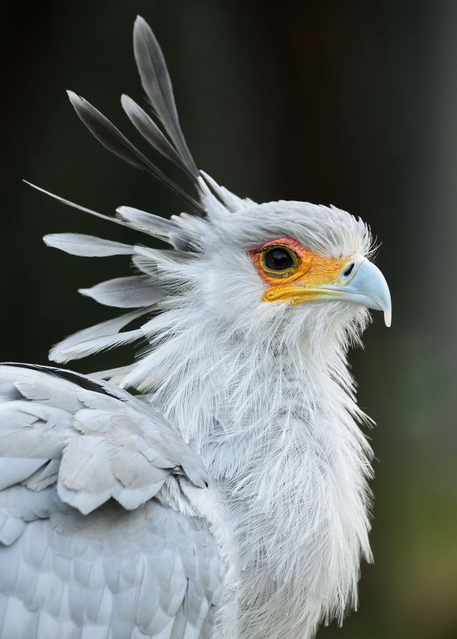 secretary bird plush