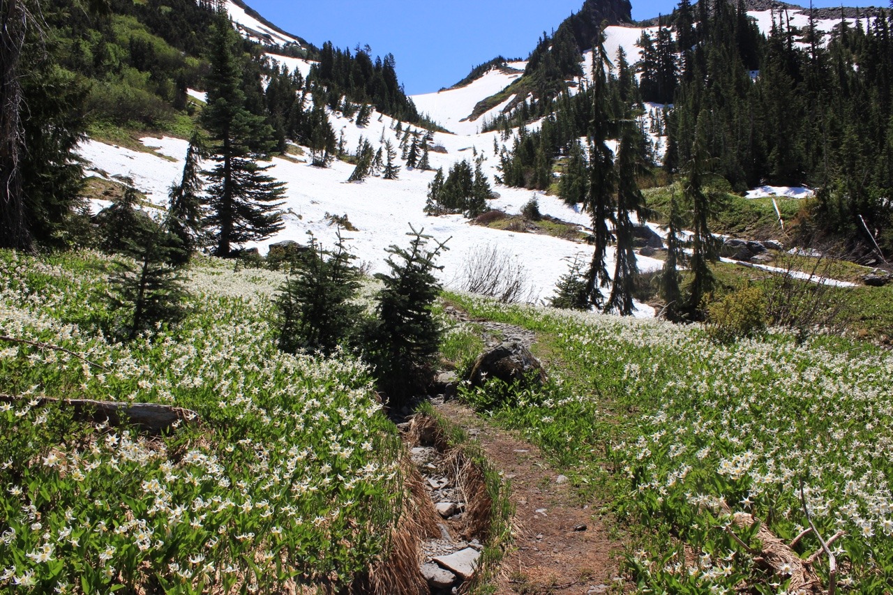 Glacier Meadows Olympic National Park