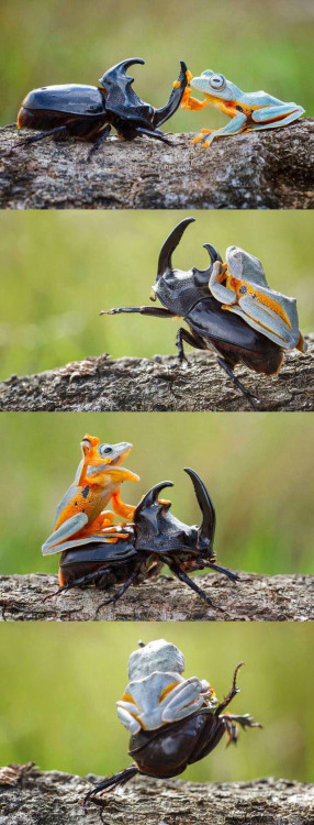 sanjuanfrog:ultra-frog:Hey so photos such as this one are not...