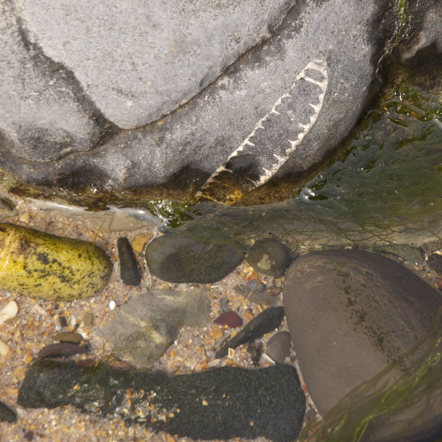 compton bay fossils