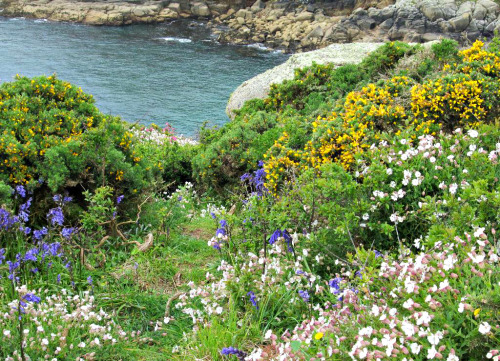 thugardens