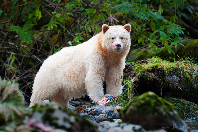 spirit bear stuffed animal