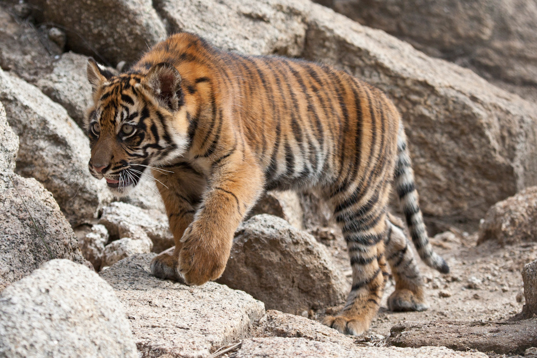 21 Terrific Tiger Facts