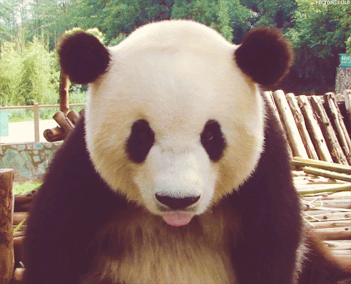 Image result for panda gif