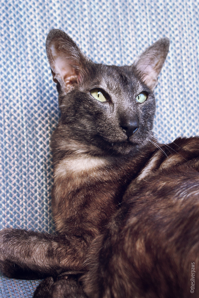 Sambucca Blake And Faolan Faolan Oriental Shorthair In Black Smoke