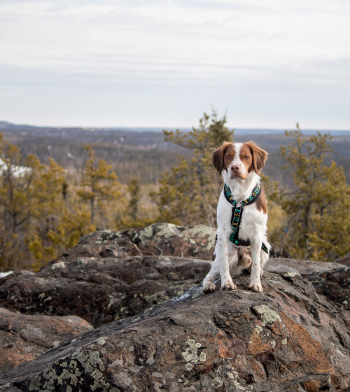 mav-adventurerinthenorth
