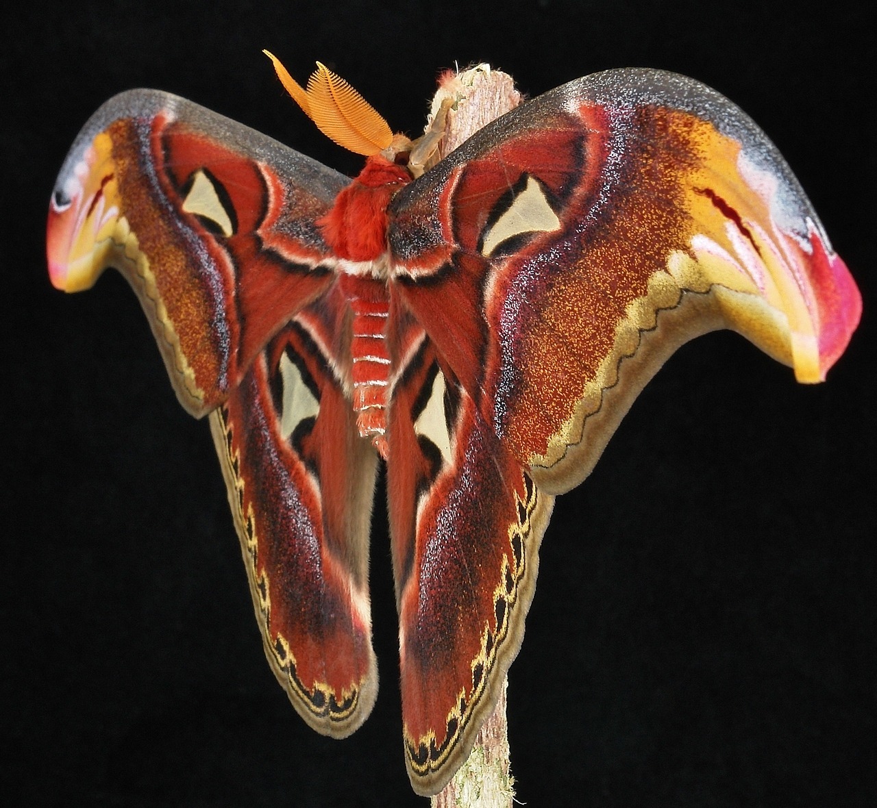 Attacus atlas фото