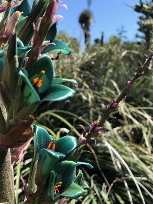 Some Chilean Puyas at the Huntington Desert Garden. San Marino,...