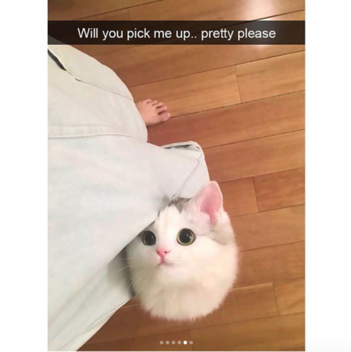 babyanimalgifs:Cat snaps