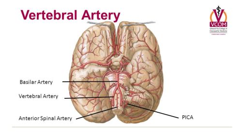 pica artery anatomy