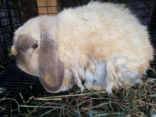 Really Matted Bunny Handling Grooming And Hygiene