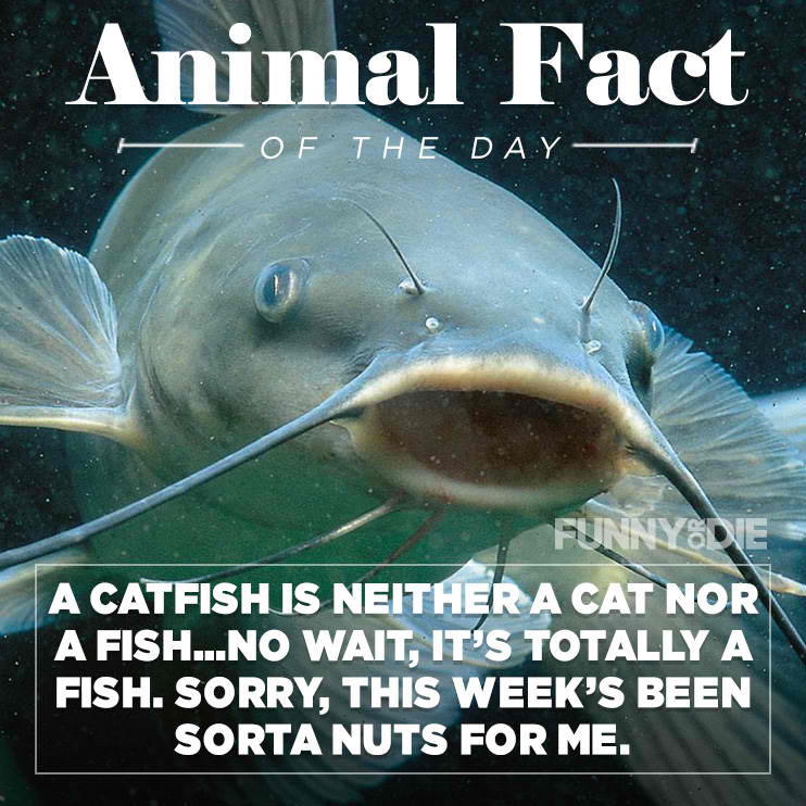 funny-or-die-animal-fact-of-the-day