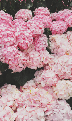 We Heart It 経由の画像 Background Blossoms Flowers Hydrangea