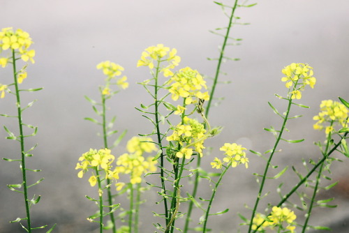 venus-garden:Brassica napus