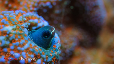 Fileneogobius Melanostomus1jpg Wikimedia Commons