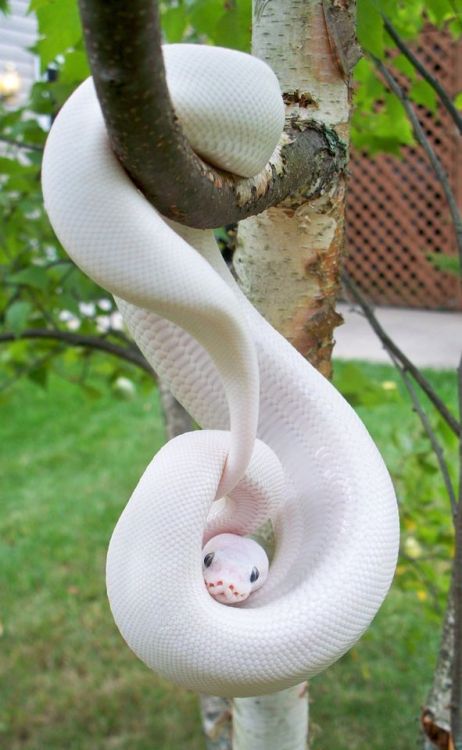 Albino Python On Tumblr Hot Sex Picture