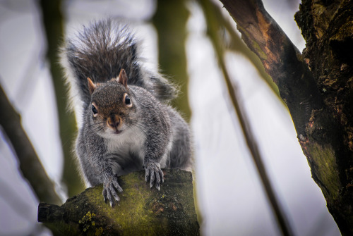 86 - Our little friend, he seemed very interested in what i was doing this morning, and thankfully i had the camera ready to capture the…