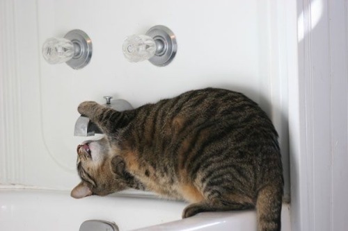 catsuggest:catsuggest:how to hydrate for summeryesexcellont choice correct goodtwo...