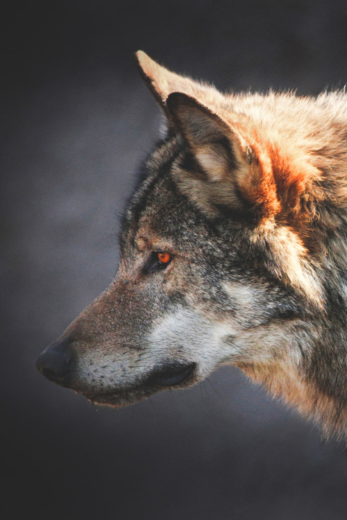 lsleofskye:European wolf