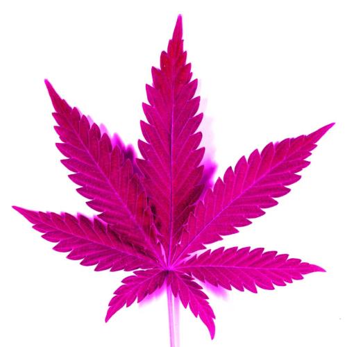 pink weed on Tumblr