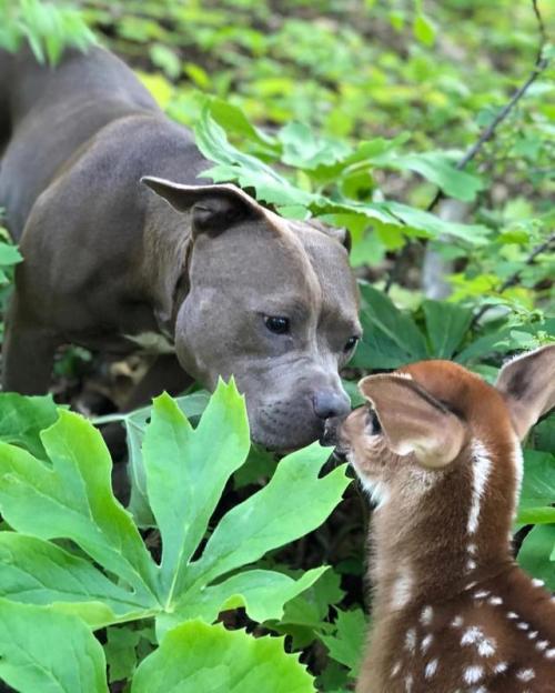 cutefunnybabyanimals:Forest Friendos via /r/aww...