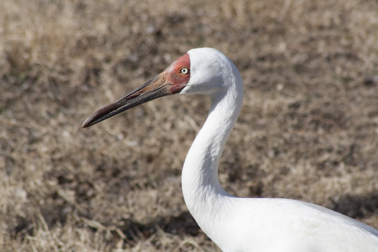 I FOUND THIS • Birds of the Tulsa Zoo (part 1?) Several of ...