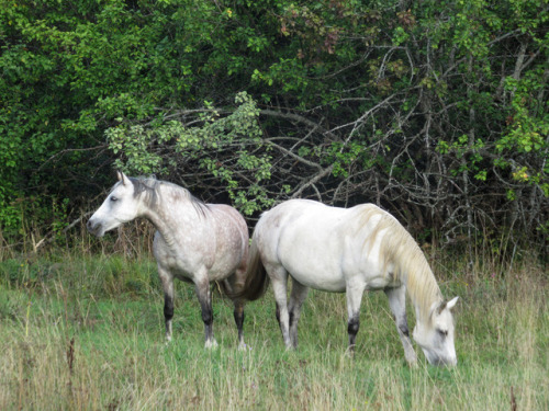 dull-boring-horse-life:The Saint Florus and Laurus day.