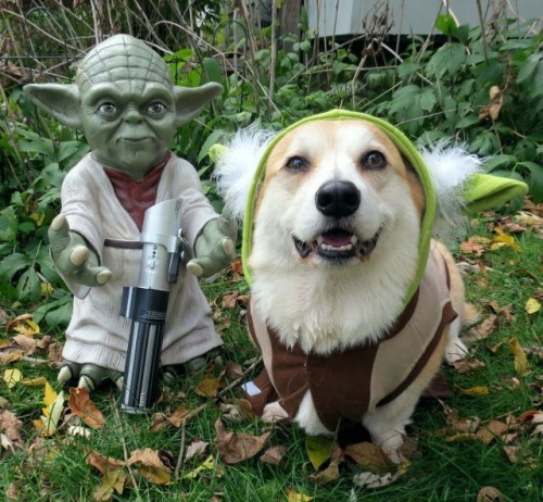 scampthecorgi:May the Fourth be with you!