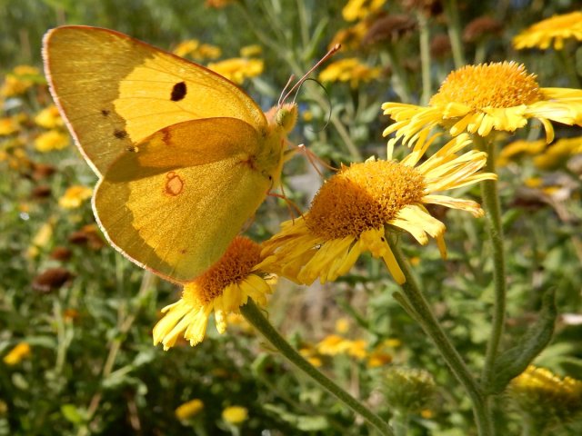 English Idylls — pagewoman: Clouded Yellow Butterfly on...