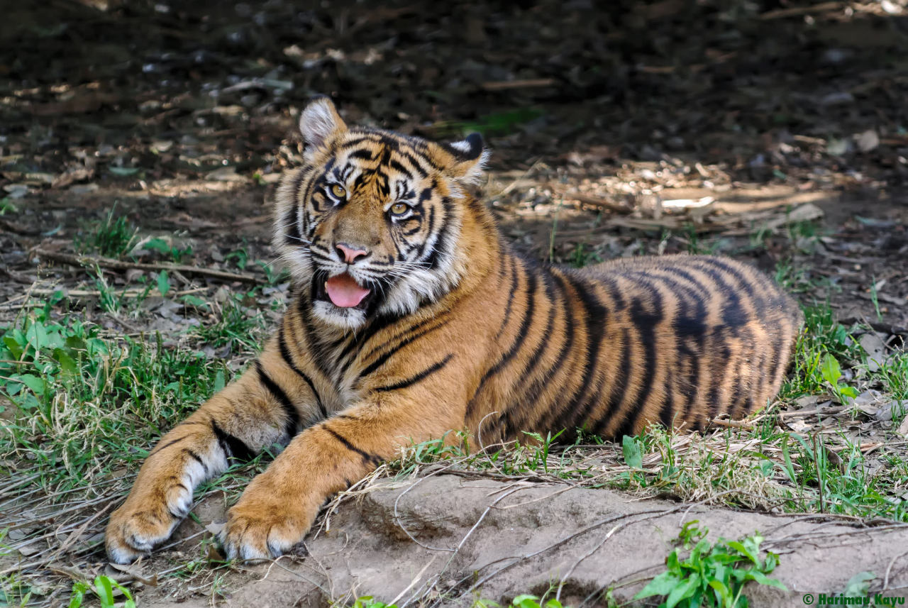 Funny Wildlife  Mimpi  Sumatran Tiger  by Harimau  Kayu 