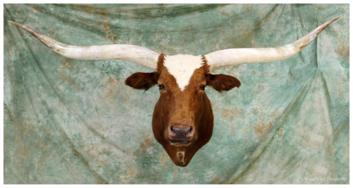 weirdcitytaxidermy