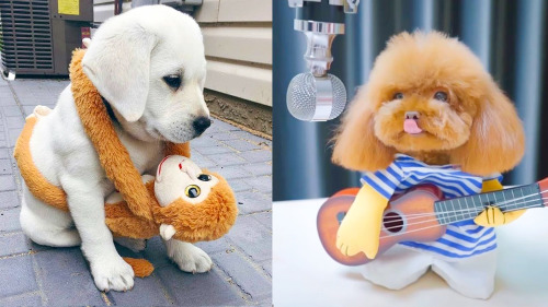 tubewowanimals